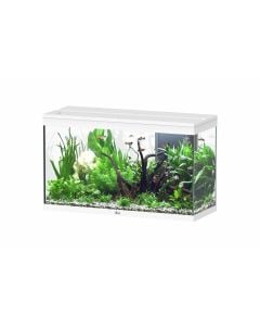 Splendid 100 Aquarium White