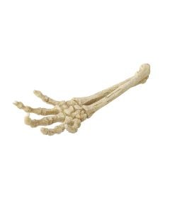 AD Skeleton Hand
