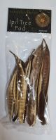 Natural Collection Ipil Tree Pods