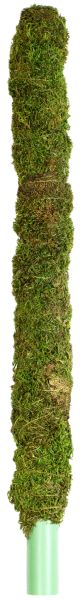 Galapagos Mossy Pole 24