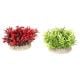 AD - Miracle Moss Plant 7.5cm (6pk)
