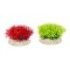 AD - Crystalwort Moss Plant 5cm (6pk)