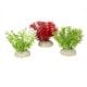 AD - Hottonia Plants 1 10cm (6pk)