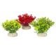 AD - Glosso Plants 2 9cm (6pk)