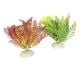 AD - Bolbitis Plants 17.5cm (6pk)