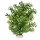 AD - Phoenix Dark Green 30cm (6pk)