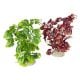 AD - Anubias Nana Plant L 25cm (6pk)