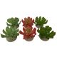 TD - Echeveria Plants 1 - 8.5cm (6pk)
