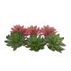 TD - Echeveria Plants 2 - 14cm (6pk)