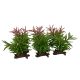 TD - Crassula Plants - 16cm (6pk)