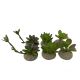 TD - Succulent Plants - 10.5cm (6pk)