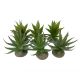 TD - Aloe Plants - 12cm (6pk)