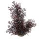 AD - Phoenix Red Plant XL 56cm (2pk)