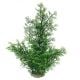AD - Phoenix Green Plant XL 56cm (2pk)