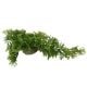 AD - Hanging Moss Plant 5cm (6pk)