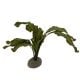AD - Echinodorus Plant 1 5cm (6pk)