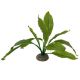 AD - Echinodorus 2 Plant 24cm (6pk)