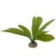 AD - Echinodorus 3 Plant 24cm (6pk)