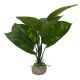 AD - Anubias 1 Plant 24cm (6pk)