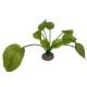 AD - Anubias Plant 2 17cm (6pk)