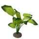 AD - Anubias Plant 3 30cm (6pk)