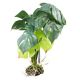 TD - Monstera Plants M - 35cm (2pk)