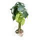 TD - Monstera Plant L - 45cm (2pk)