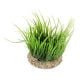 AD - Helanathium Plant 10cm (6pk)