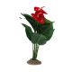 TD - Anthurium Plant M - 30cm (6pk)