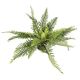 TD - Monster Green Fern Plant XL 62cm