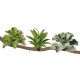 TD - Branch Plants - 12cm (9pk)