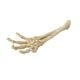 AD Skeleton Hand