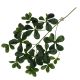 TD Hanging Plant Aralia Green PACK OF 6