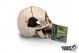 GiganT Human Skull 271 - 16 x 12 x 8cm
