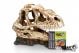 GT Dinosaur Skull 334 - 19 x 9 x 14cm