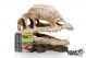 Dinosaur Skull 335 - 19 x 9 x 14cm