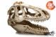 GiganT T-Rex XXL 343 - 39 x 19 x 29cm