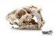GiganT Sabre Tooth M 486 - 12.5x7x7cm