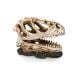 GT Dinosaur Skull 336 - 13 x 6 x 11cm