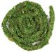 Galapagos Moss Vine 60ft BULK